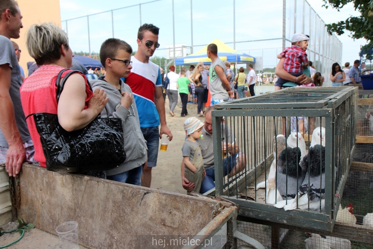 Parada Konna w Żarówce