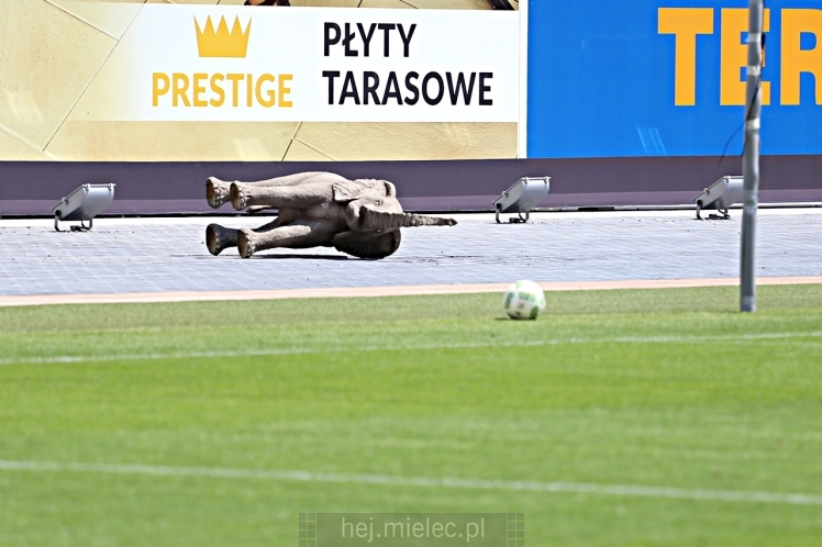Sparing: Bruk-Bet Termalica Nieciecza ? FKS Stal Mielec 1:0