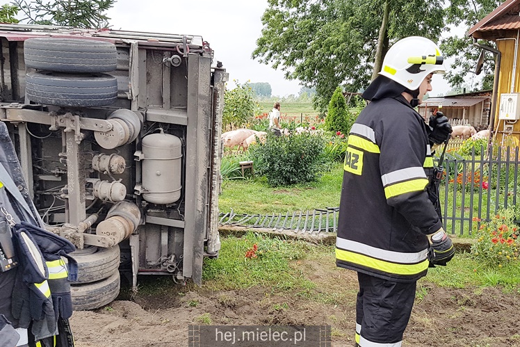 Przewrócił się samochód ciężarowy z trzodą chlewną