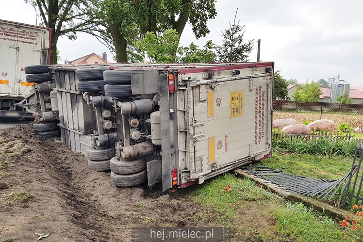 Przewrócił się samochód ciężarowy z trzodą chlewną