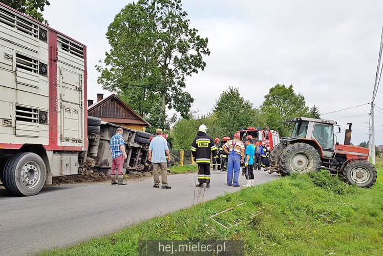 Przewrócił się samochód ciężarowy z trzodą chlewną