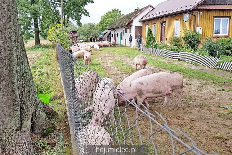 Przewrócił się samochód ciężarowy z trzodą chlewną