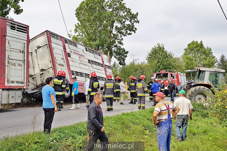 Przewrócił się samochód ciężarowy z trzodą chlewną