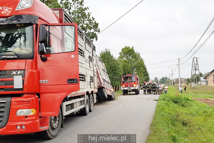 Przewrócił się samochód ciężarowy z trzodą chlewną
