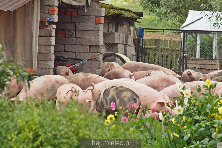 Przewrócił się samochód ciężarowy z trzodą chlewną