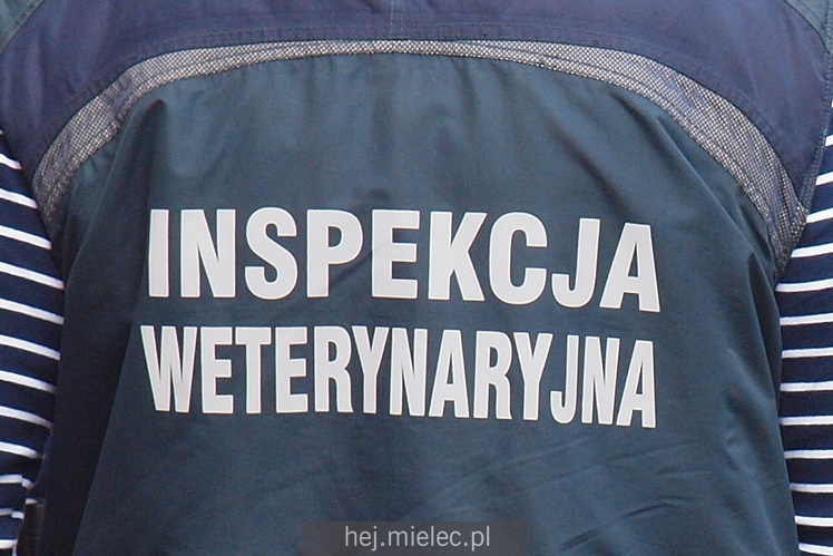 Przewrócił się samochód ciężarowy z trzodą chlewną