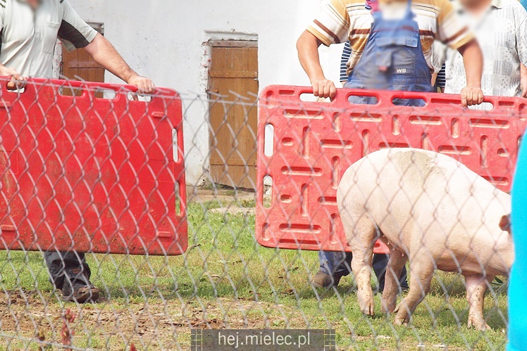 Przewrócił się samochód ciężarowy z trzodą chlewną