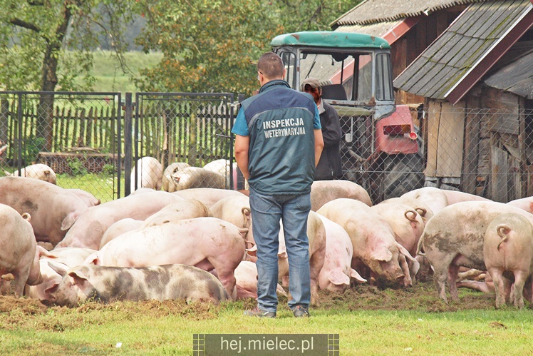 Przewrócił się samochód ciężarowy z trzodą chlewną