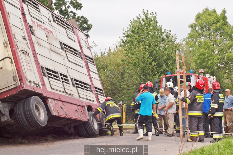 Przewrócił się samochód ciężarowy z trzodą chlewną