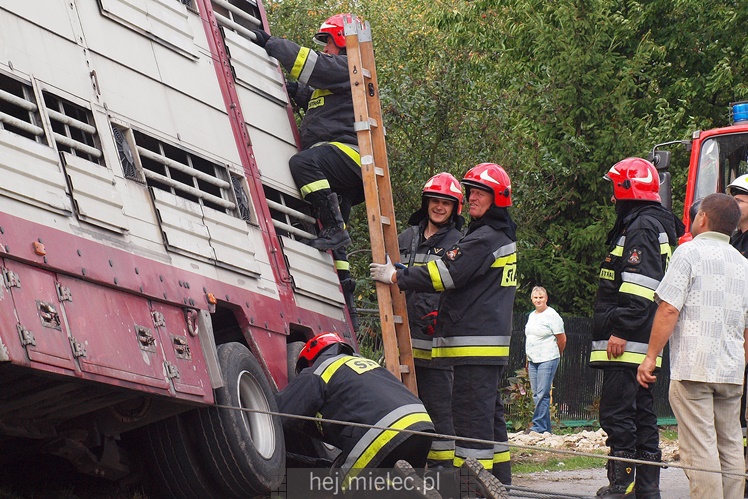 Przewrócił się samochód ciężarowy z trzodą chlewną