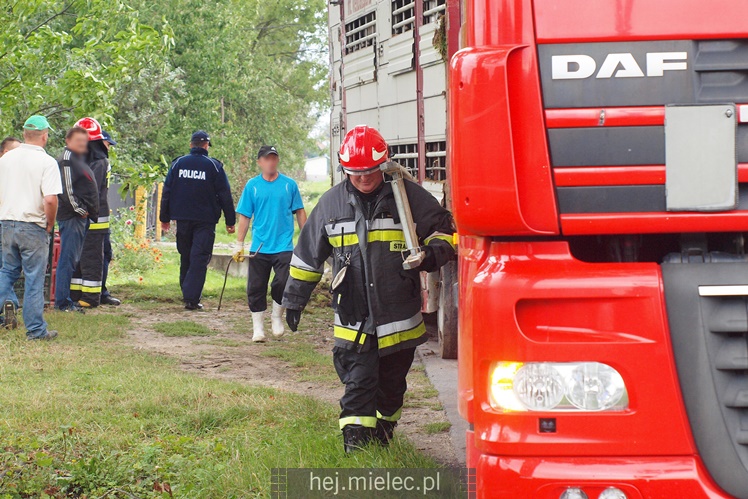 Przewrócił się samochód ciężarowy z trzodą chlewną