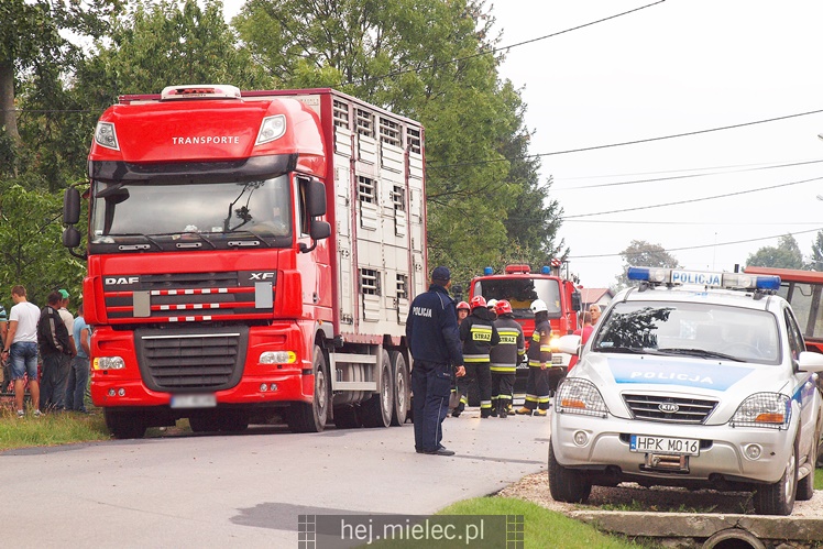 Przewrócił się samochód ciężarowy z trzodą chlewną