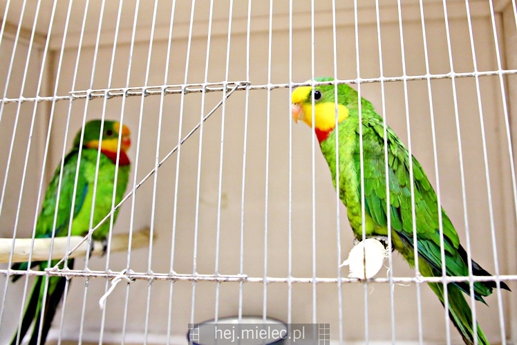 Wystawa ptaków egzotycznych w Domu Kultury