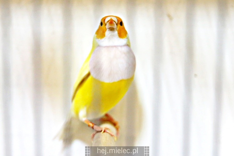 Wystawa ptaków egzotycznych w Domu Kultury