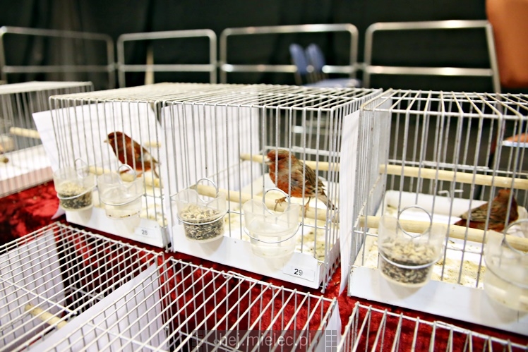 Wystawa ptaków egzotycznych w Domu Kultury