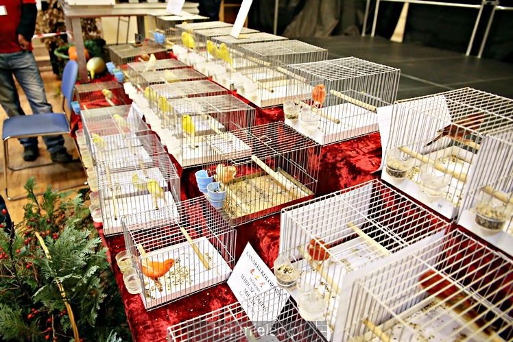 Wystawa ptaków egzotycznych w Domu Kultury