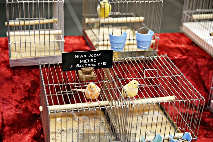 Wystawa ptaków egzotycznych w Domu Kultury