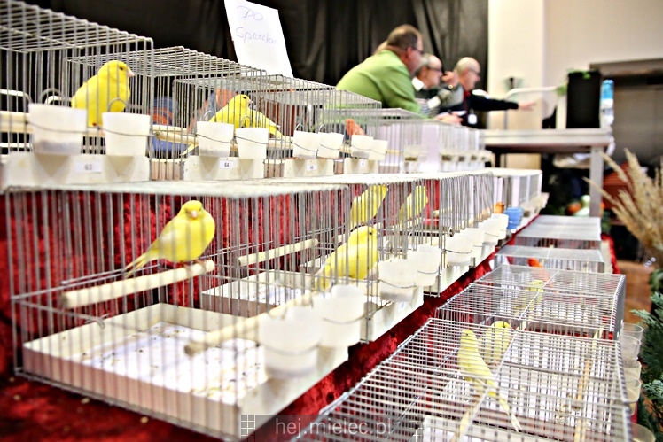 Wystawa ptaków egzotycznych w Domu Kultury