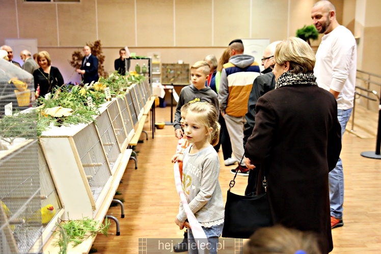 Wystawa ptaków egzotycznych w Domu Kultury