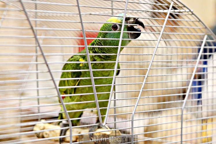 Wystawa ptaków egzotycznych w Domu Kultury