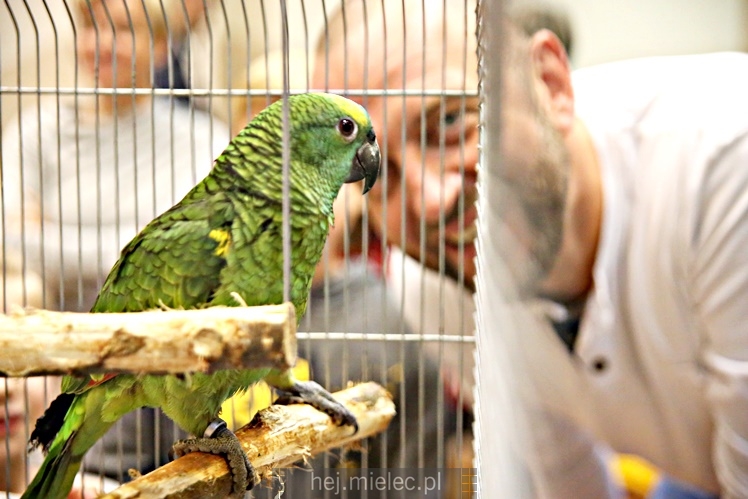 Wystawa ptaków egzotycznych w Domu Kultury