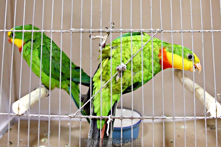 Wystawa ptaków egzotycznych w Domu Kultury