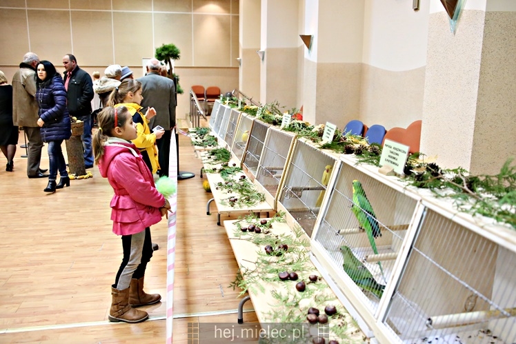 Wystawa ptaków egzotycznych w Domu Kultury