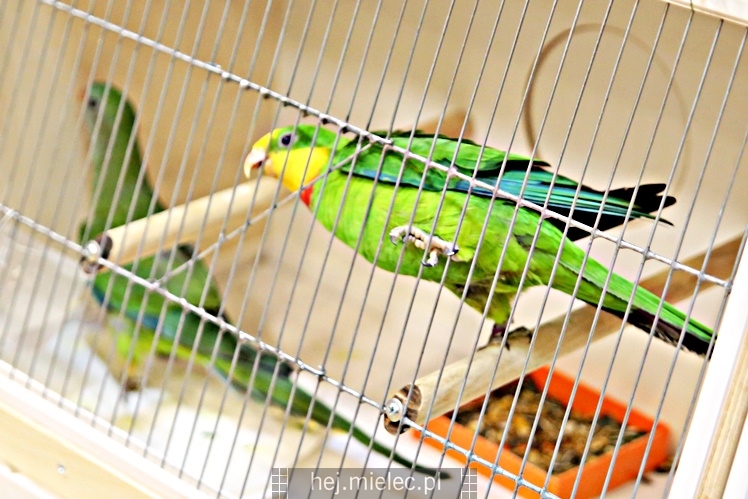 Wystawa ptaków egzotycznych w Domu Kultury