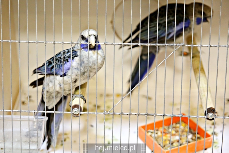 Wystawa ptaków egzotycznych w Domu Kultury