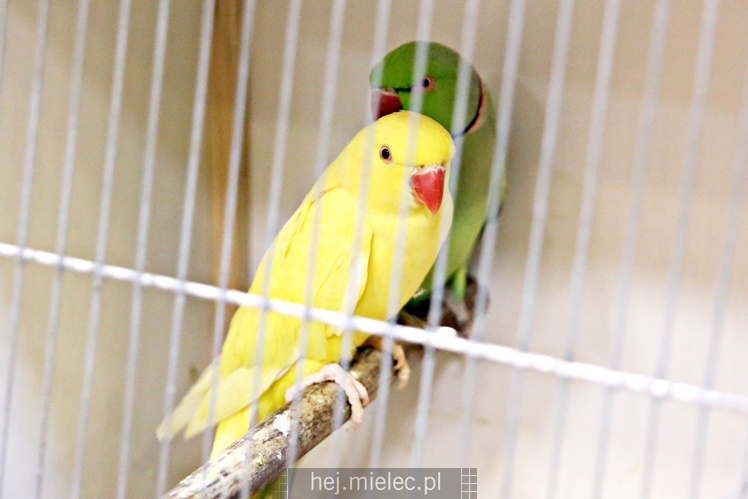 Wystawa ptaków egzotycznych w Domu Kultury