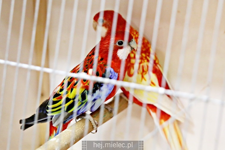 Wystawa ptaków egzotycznych w Domu Kultury