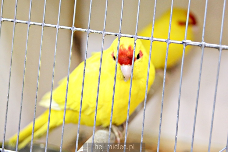 Wystawa ptaków egzotycznych w Domu Kultury