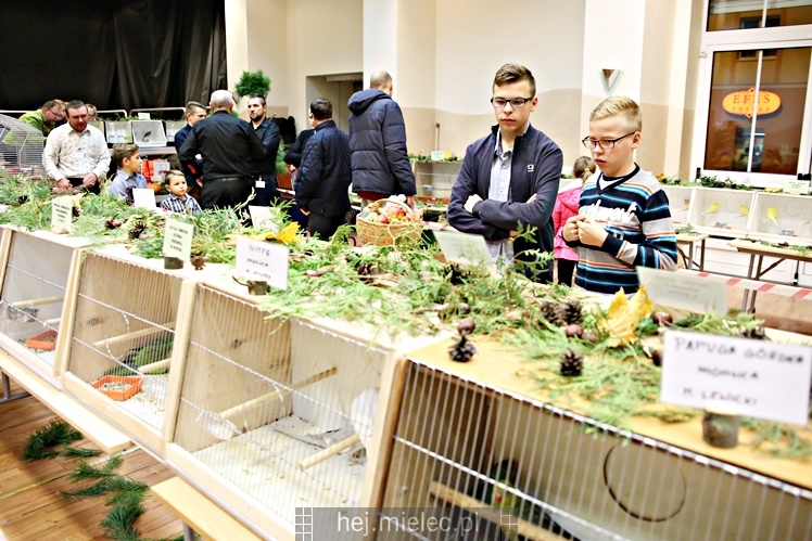 Wystawa ptaków egzotycznych w Domu Kultury