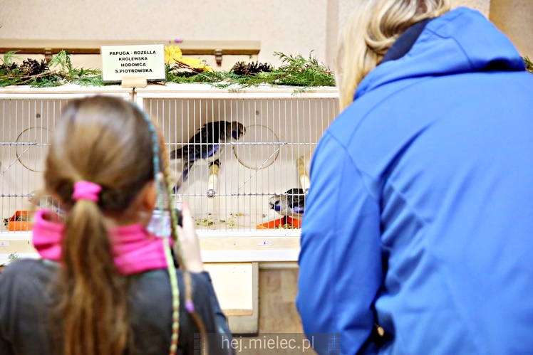 Wystawa ptaków egzotycznych w Domu Kultury