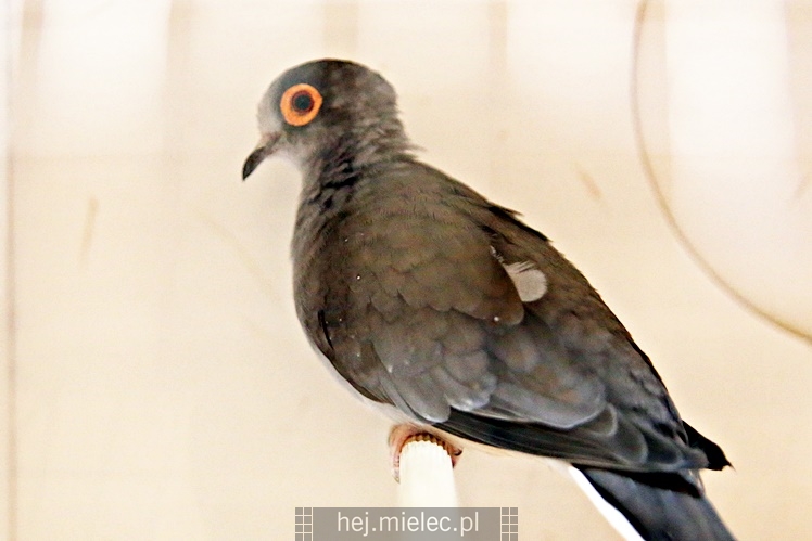 Wystawa ptaków egzotycznych w Domu Kultury