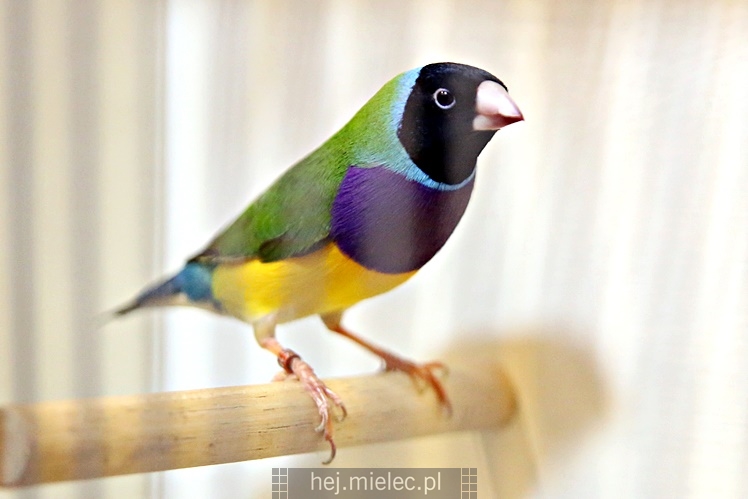 Wystawa ptaków egzotycznych w Domu Kultury