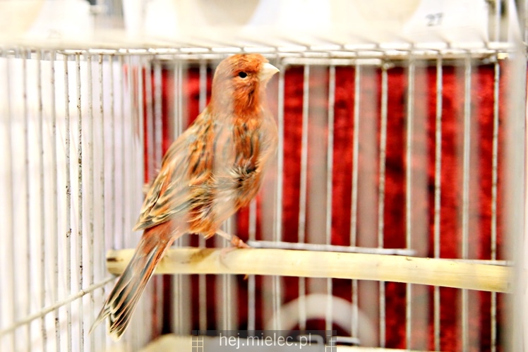 Wystawa ptaków egzotycznych w Domu Kultury