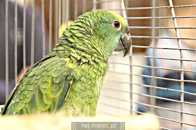 Wystawa ptaków egzotycznych w Domu Kultury