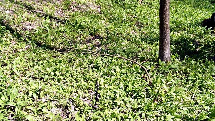 W Leśnictwie Czajkowa rozmawiano o gospodarce leśnej