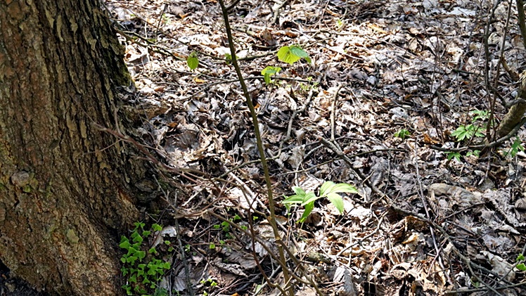 W Leśnictwie Czajkowa rozmawiano o gospodarce leśnej