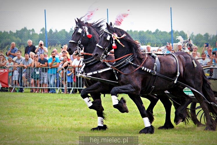 IX Parada Konna w Żarówce
