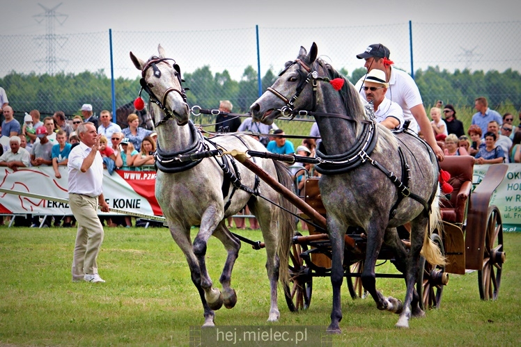 IX Parada Konna w Żarówce