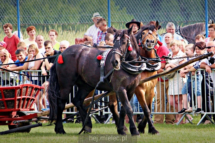IX Parada Konna w Żarówce