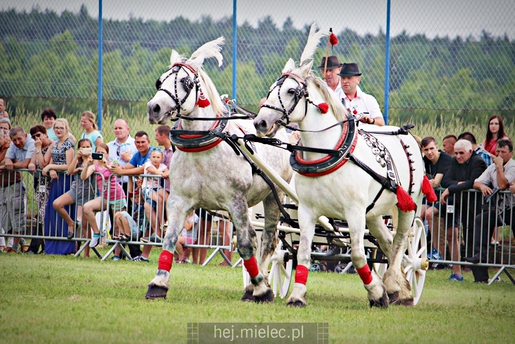 IX Parada Konna w Żarówce