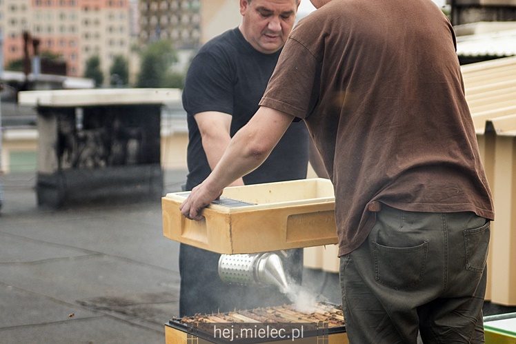 Pszczoły mieszkają na dachu SCK