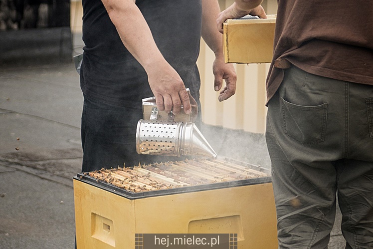 Pszczoły mieszkają na dachu SCK