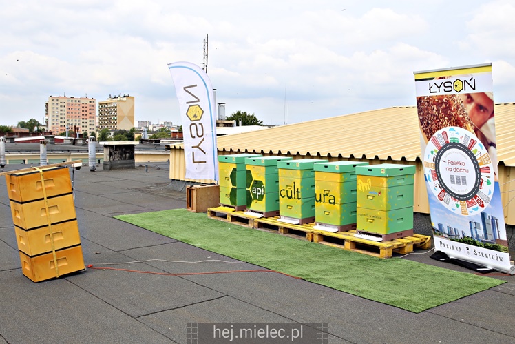 Miejskie miodobranie na dachu Domu Kultury SCK