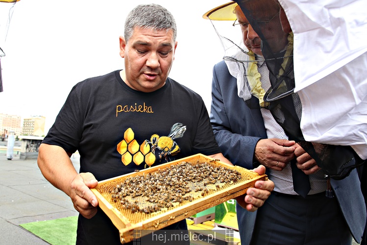 Miejskie miodobranie na dachu Domu Kultury SCK