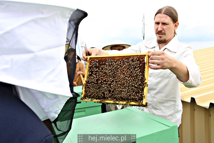 Miejskie miodobranie na dachu Domu Kultury SCK