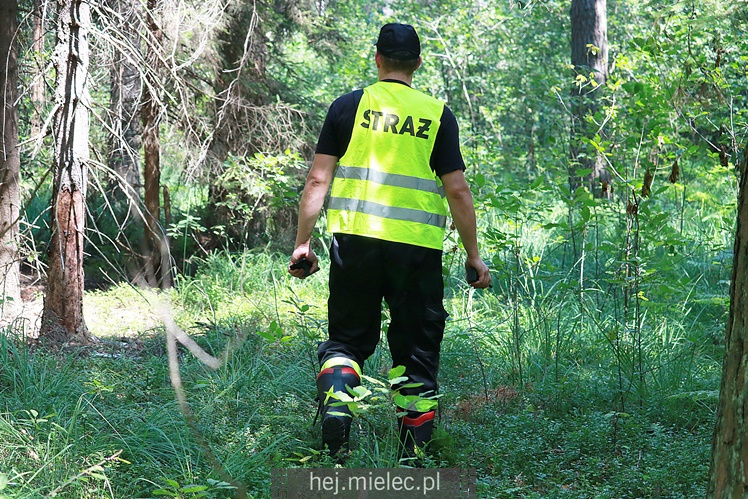 Poszukiwania zaginionej mielczanki